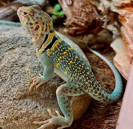 kaasiku-zoo-el-1