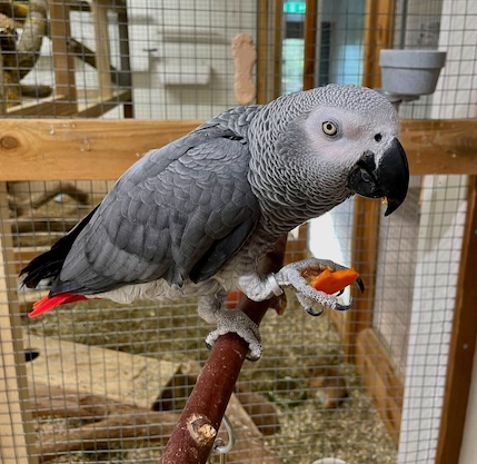 kaasikuzoo-el-2